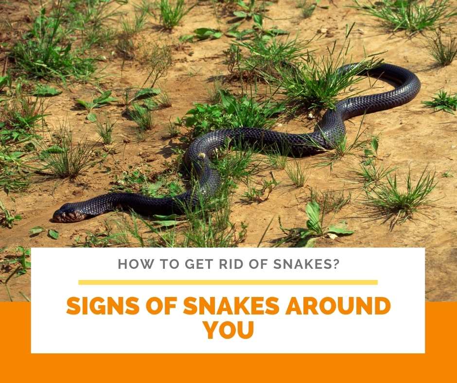 Signs Of Snakes Around You