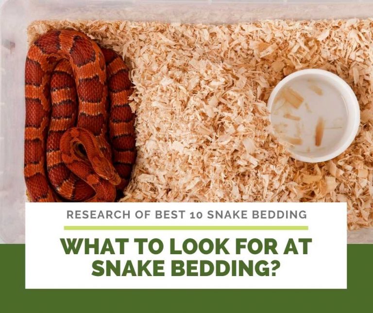10 Best Snake Beddings & Their Reviews