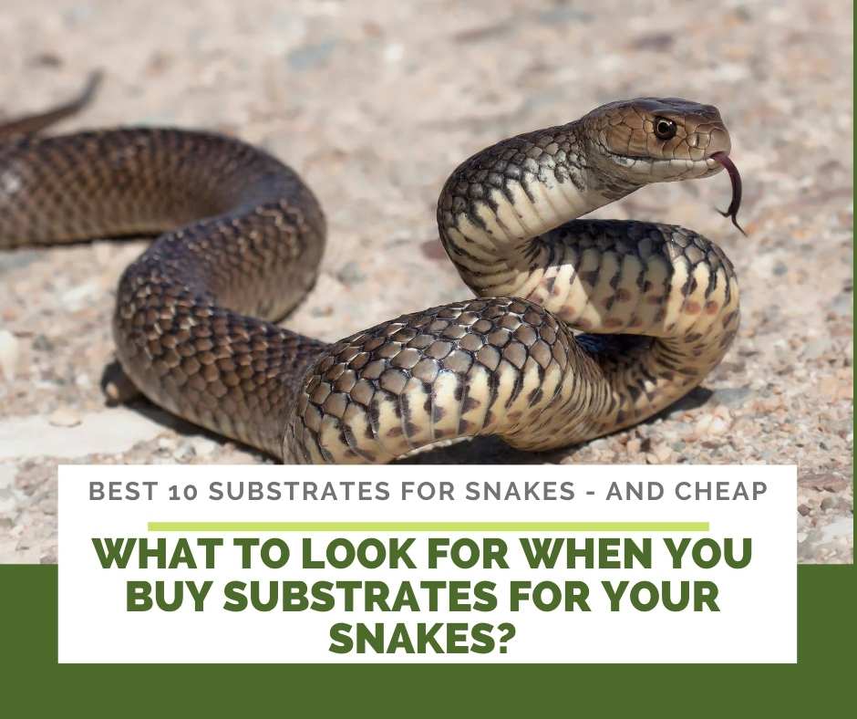 What To Look For When You Buy Substrates For Your Snakes?