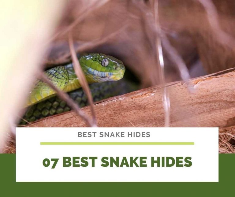 TOP 7 Best Snake Hides