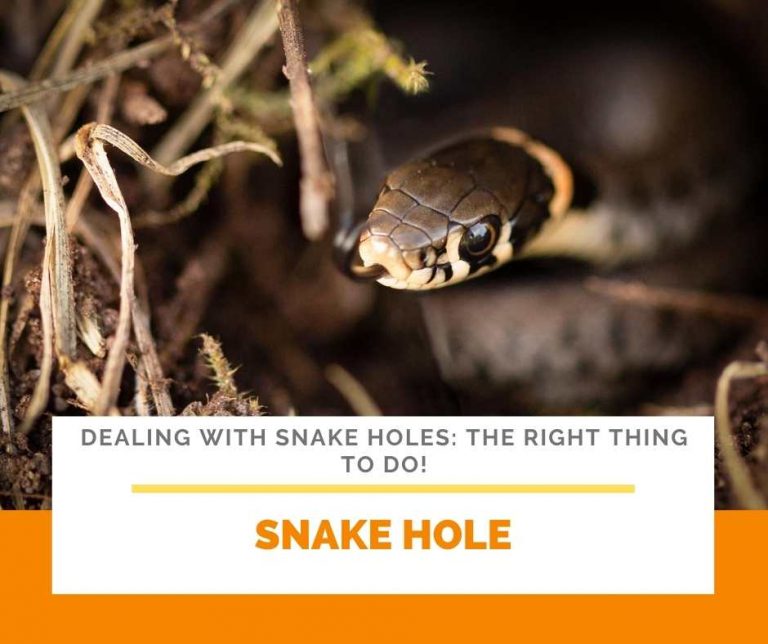 Dealing With Snake Holes 04 Right Thing To Do!