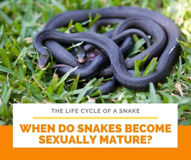 [Study guide] The Life Cycle of a Snake