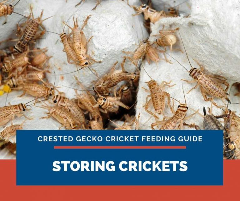 Crested Gecko Cricket Feeding Guide Do It Right!