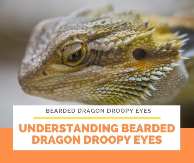 Bearded Dragon Droopy Eyes Health at risk