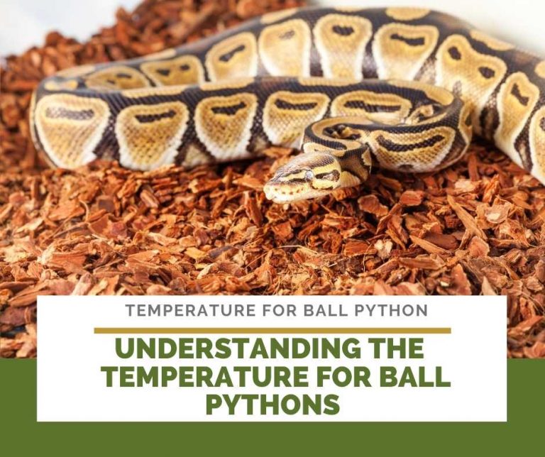 Temperatures for Ball Python (The Complete Guide)