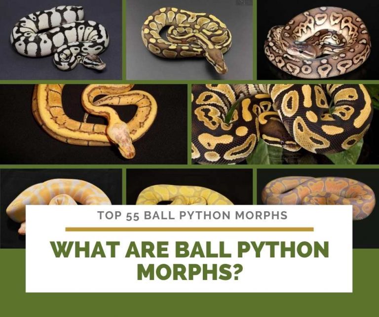 58 Ball Python Morphs: A-Z Morph Color List (With Pictures)