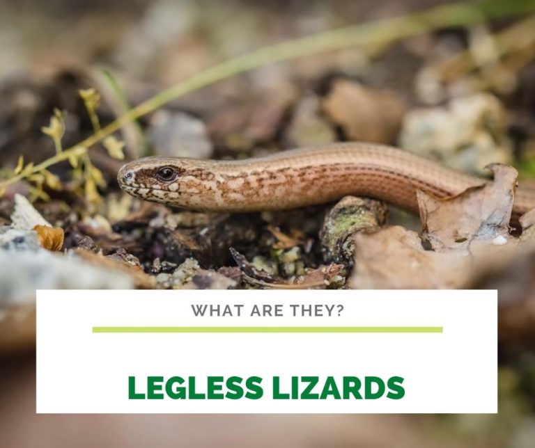 Legless lizard Basic Definition And Care Sheet
