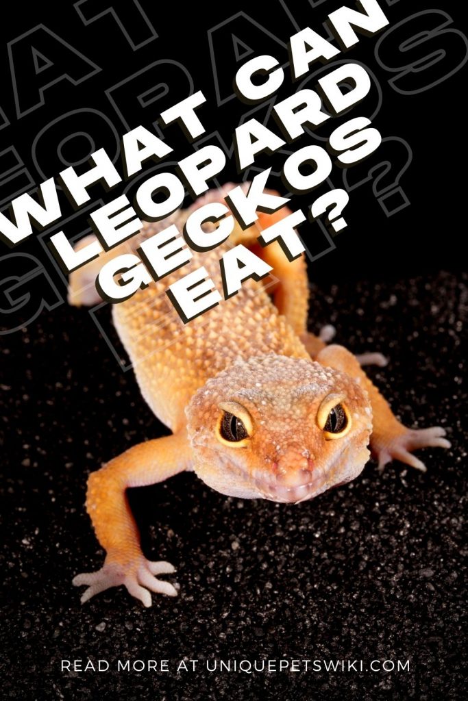 What Can Leopard Geckos Eat Pinterest Pin