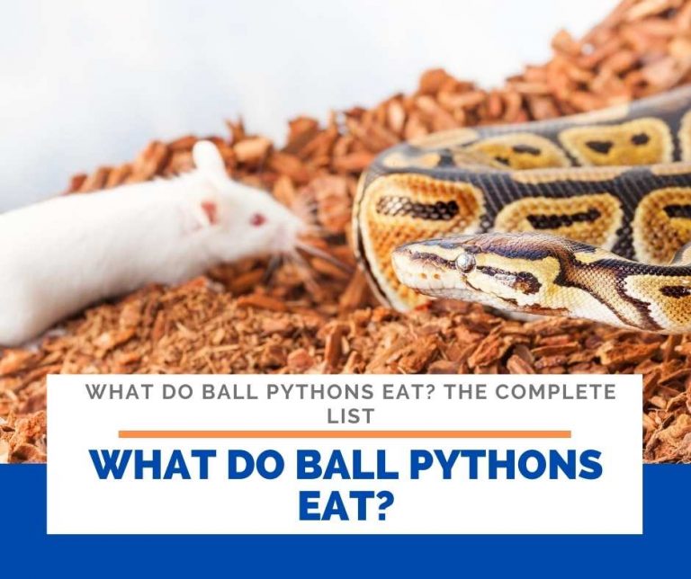 What Do Ball Pythons Eat? The complete List