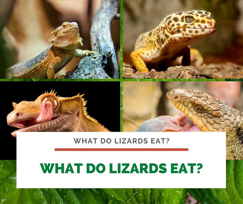 What Do Lizards Eat?