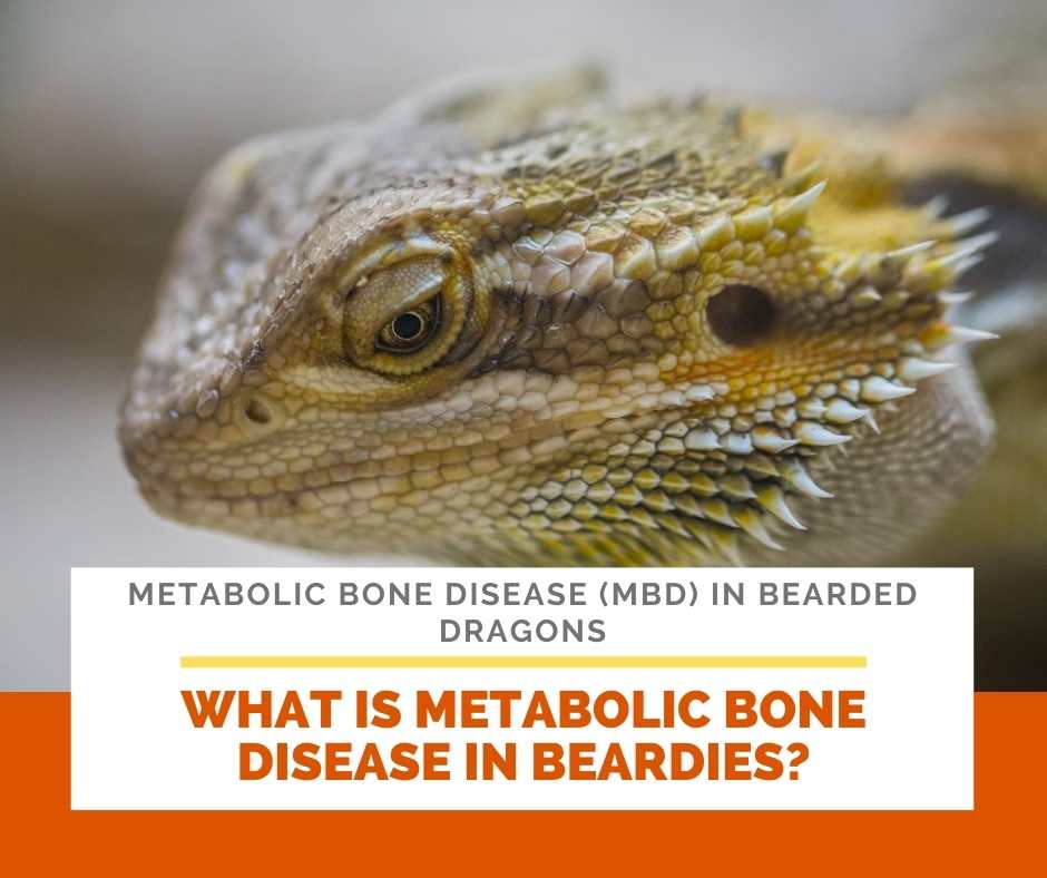 What Is Metabolic Bone Disease In Beardies?