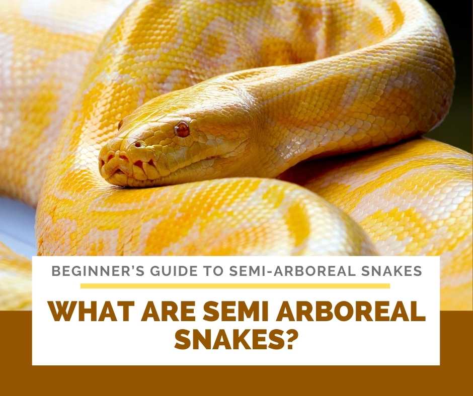 What Are Semi Arboreal Snakes?