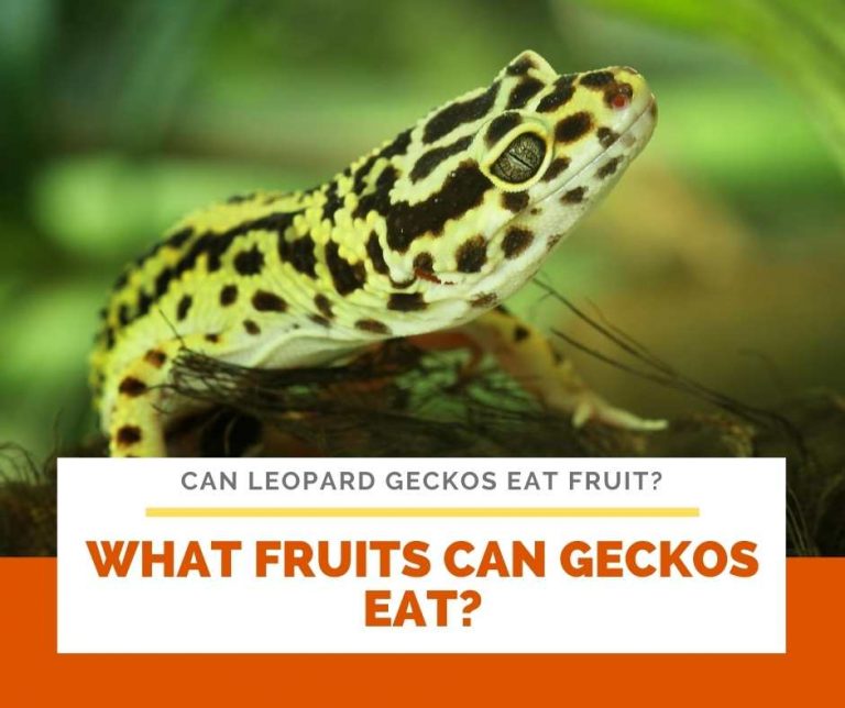 Can Leopard Geckos Eat Fruit? What not to feed them