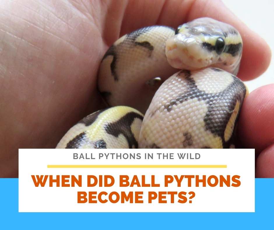 When Did Ball Pythons Become Pets?