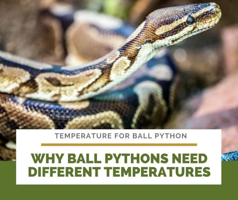 Temperatures for Ball Python (The Complete Guide)