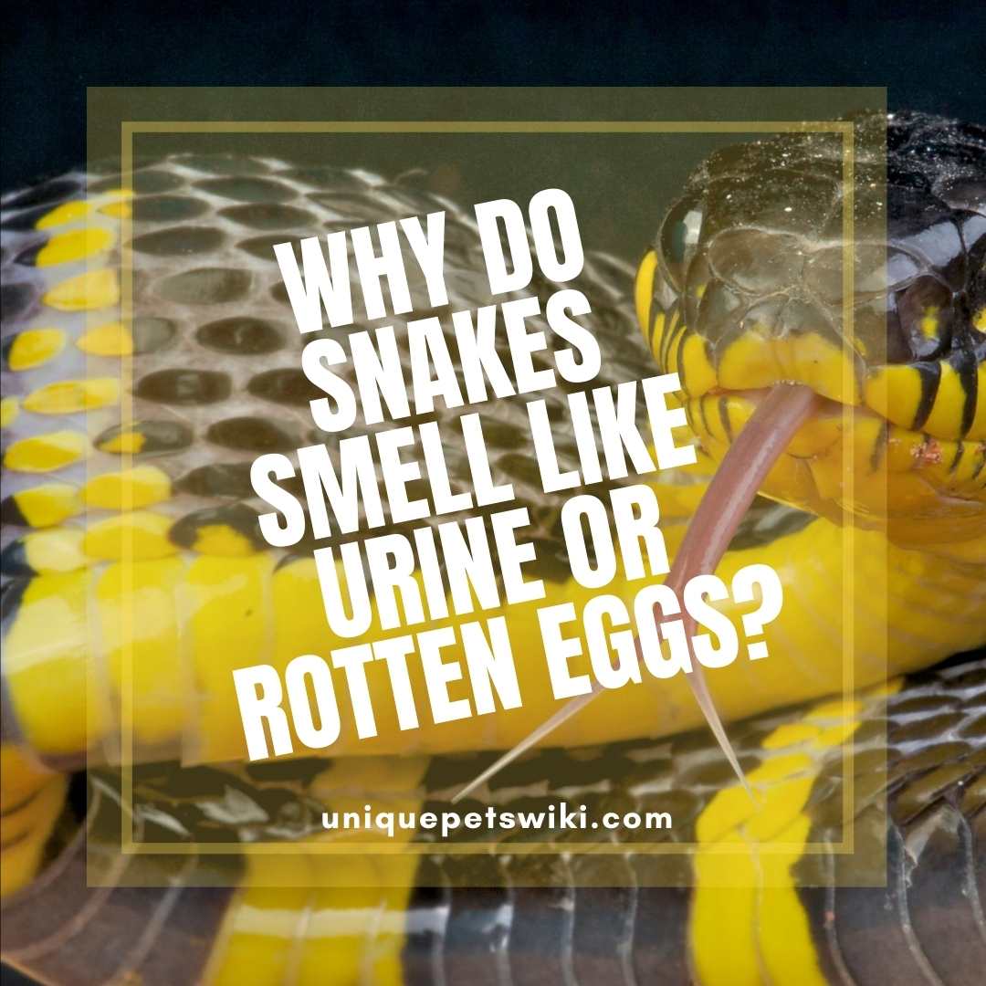 Why do Snakes Smell Like Urine or Rotten Eggs?