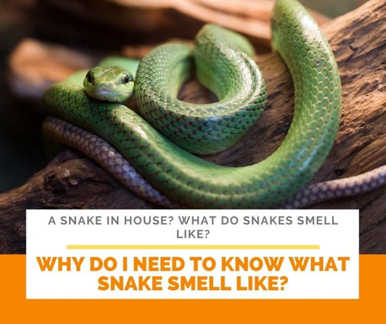 A Snake In House? What Do Snakes Smell Like?