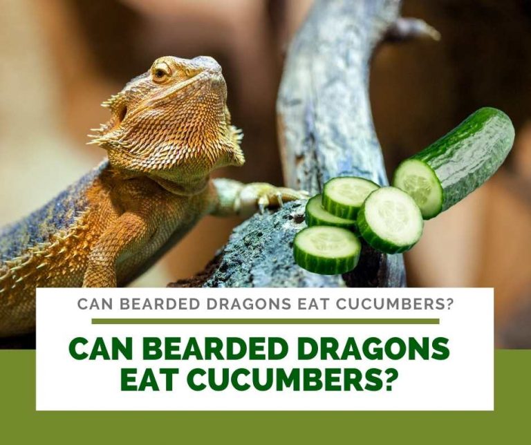 Can Bearded Dragons Eat Cucumbers? Good Water Source for Beardies