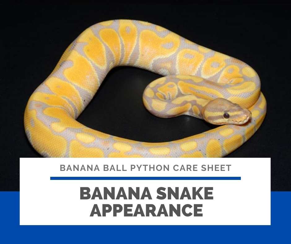 Banana Snake Appearance