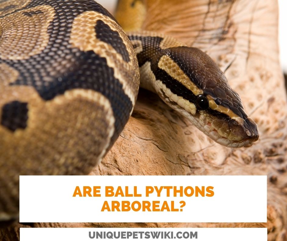 Are Ball Pythons Arboreal? The Fact You MUST Know