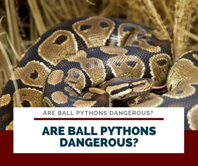 Are Ball Pythons Dangerous? How Hurt Their Bite Is?