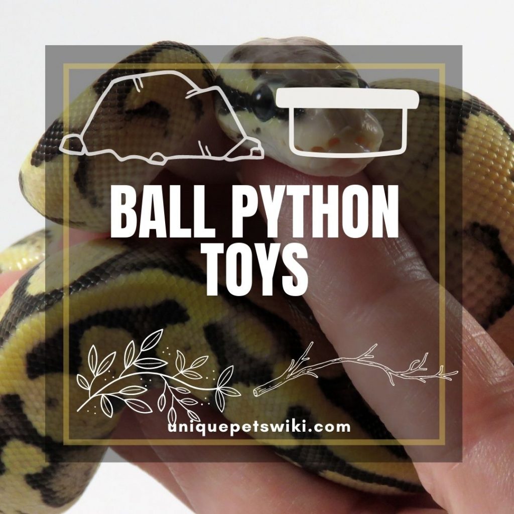 06 Ball Python Toys And Enrichment Ideas