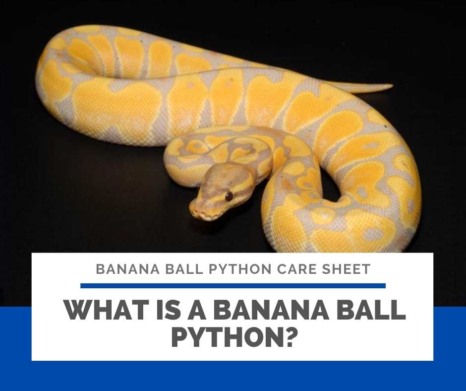 What Is A Banana Ball Python?