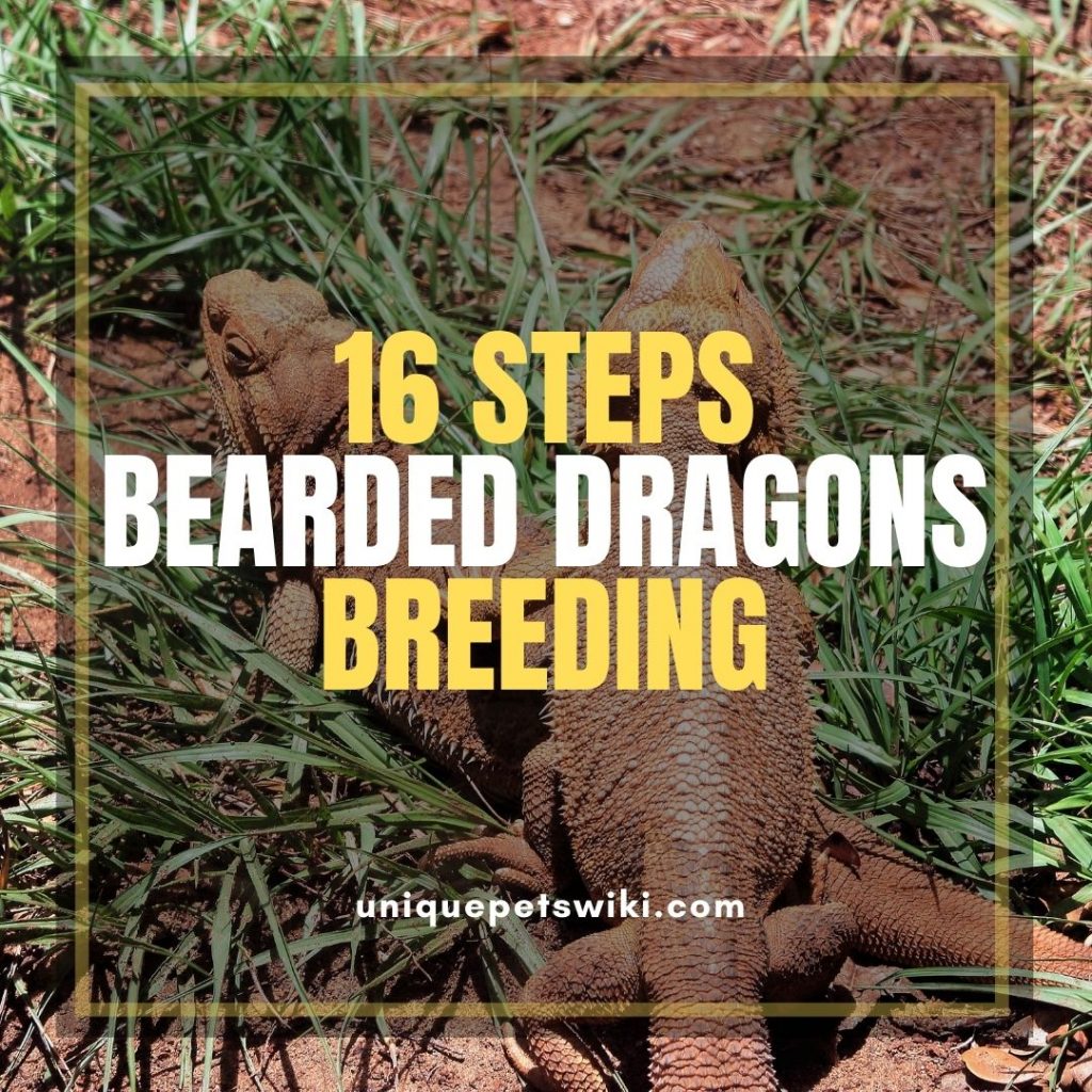 Bearded dragon breeding Breed Bearded Dragons in 16 Steps