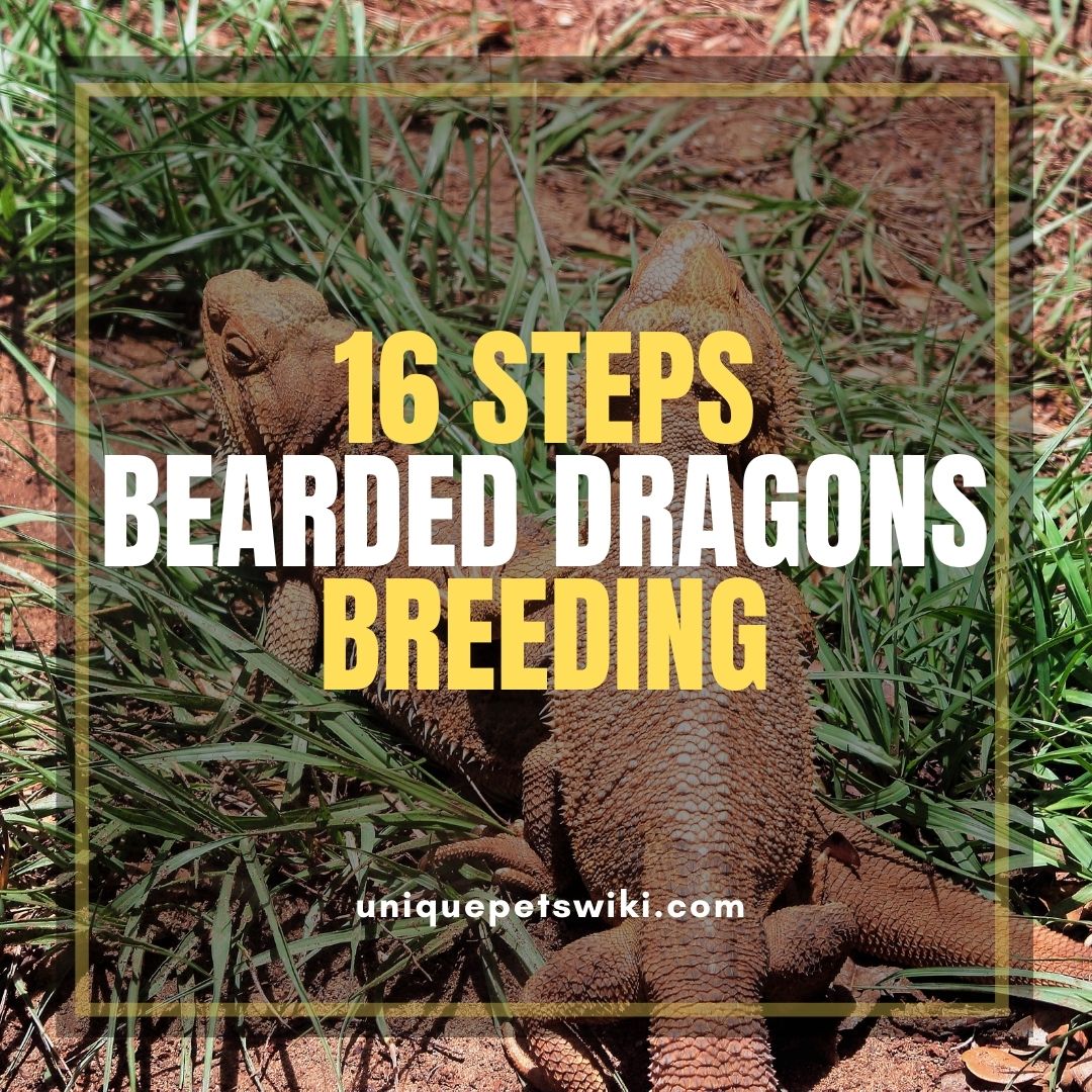 Bearded dragon breeding Breed Bearded Dragons in 16 Steps