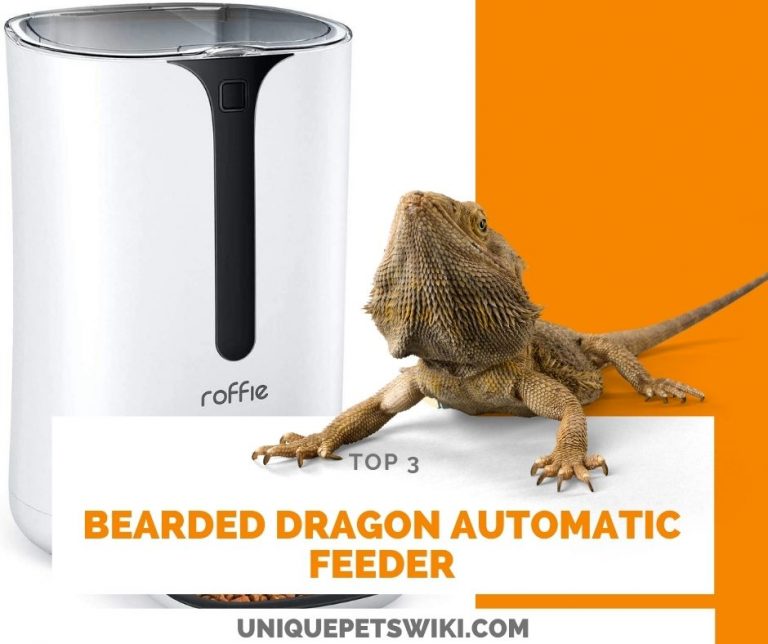 TOP 3 Best bearded dragon automatic feeder (Use For Dried Worm)