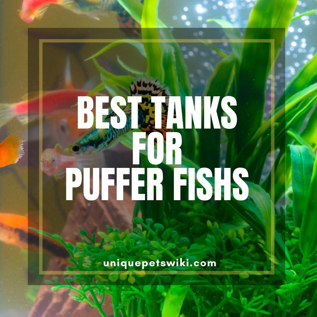 Our TOP 03 Best Tank for Puffer Fish Size matter!