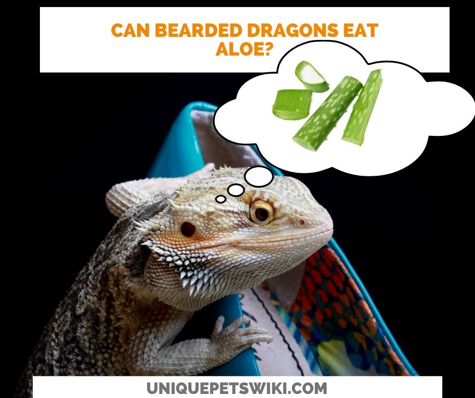 Can Bearded Dragons Eat Aloe? NO Read the 03 Reasons