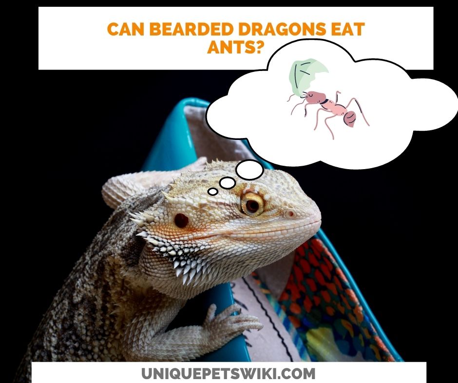 Can Bearded Dragons Eat Ants? No Formic Acid Can Harm Your Beardies
