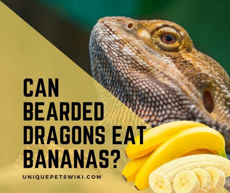 Can Bearded Dragons Eat Bananas? Yes, Rich Nutrient Occasional Food