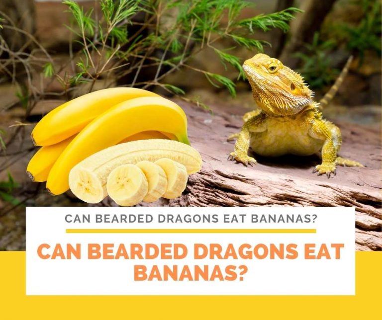 Can Bearded Dragons Eat Bananas? Yes, Rich Nutrient Occasional Food
