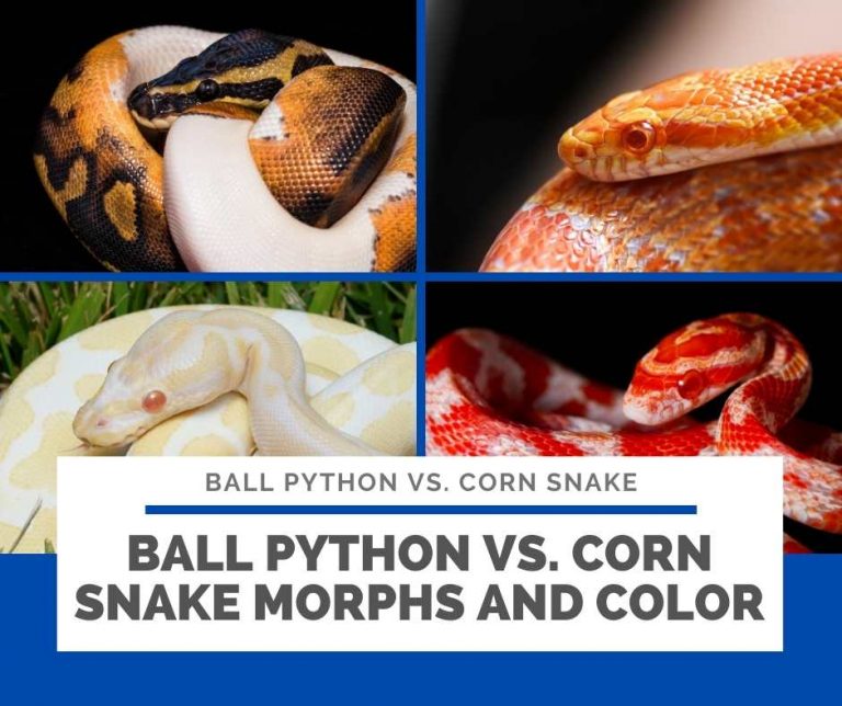 Ball Python vs Corn Snake Which Pet Snake is the Best for You?