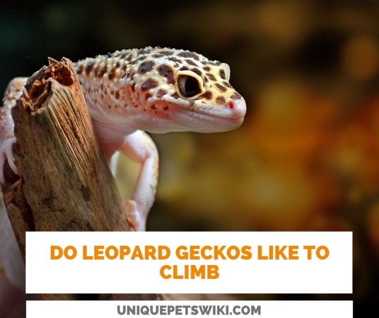Do Leopard Geckos Like To Climb? Leopard Gecko Climbing Ability