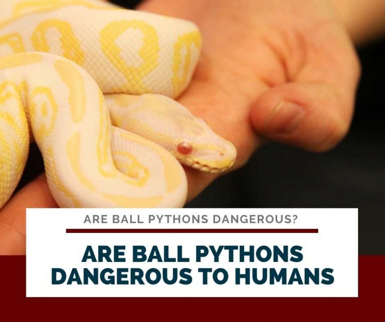 Are Ball Pythons Dangerous? How Hurt Their Bite Is?