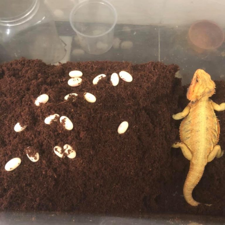 Hatching Bearded Dragon Eggs Without Incubator