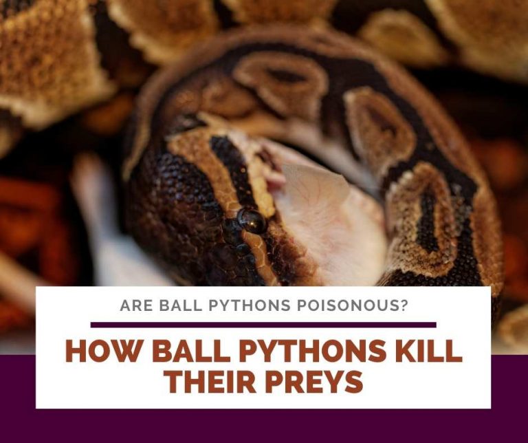 Are Ball Pythons Poisonous? You're Wrong About This!