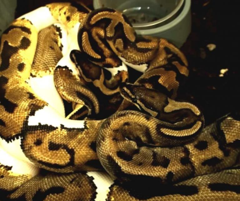 Ball Python Breeding The Complete Guide