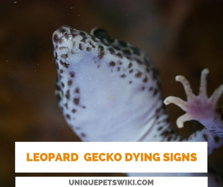 6 Leopard Gecko Dying Signs & Urgent Actions (Before Too Late)
