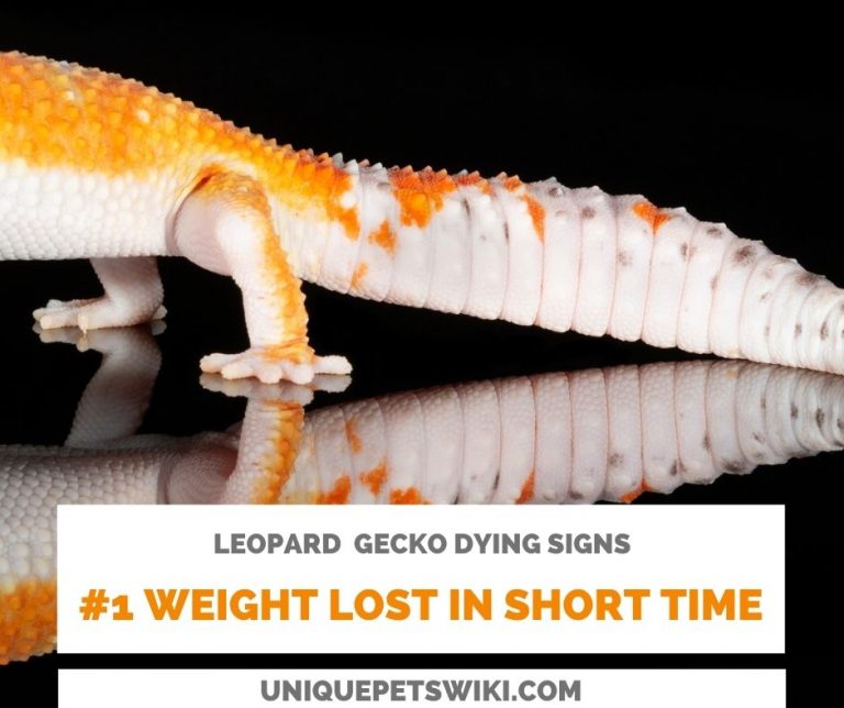 6 Leopard Gecko Dying Signs & Urgent Actions (Before Too Late)