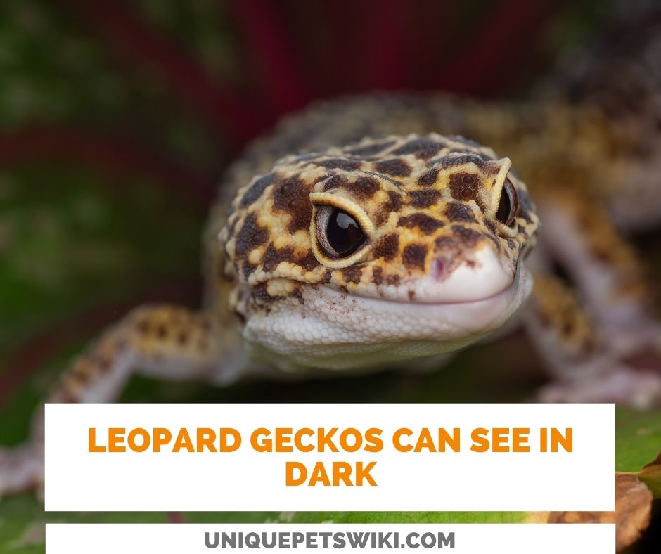 Can Leopard Geckos See In The Dark
