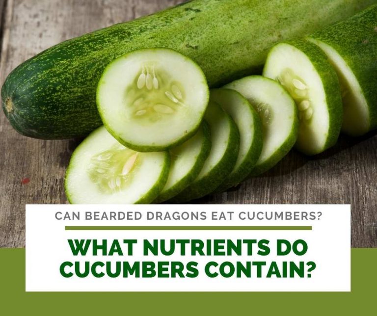 Can Bearded Dragons Eat Cucumbers? Good Water Source for Beardies