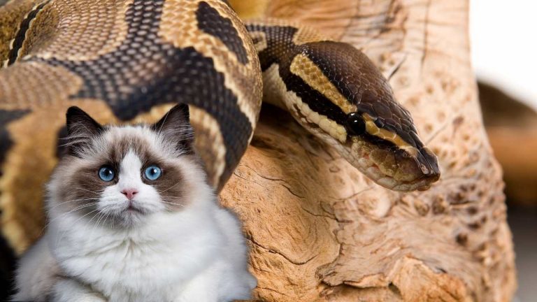 Will A Ball Python Kill My Cat? Are They Violent Or Not?
