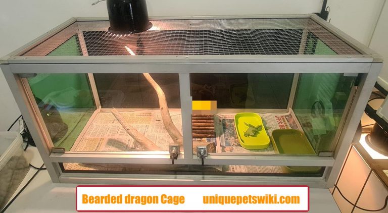 Ultimate Bearded Dragon Care (Ebook Included)