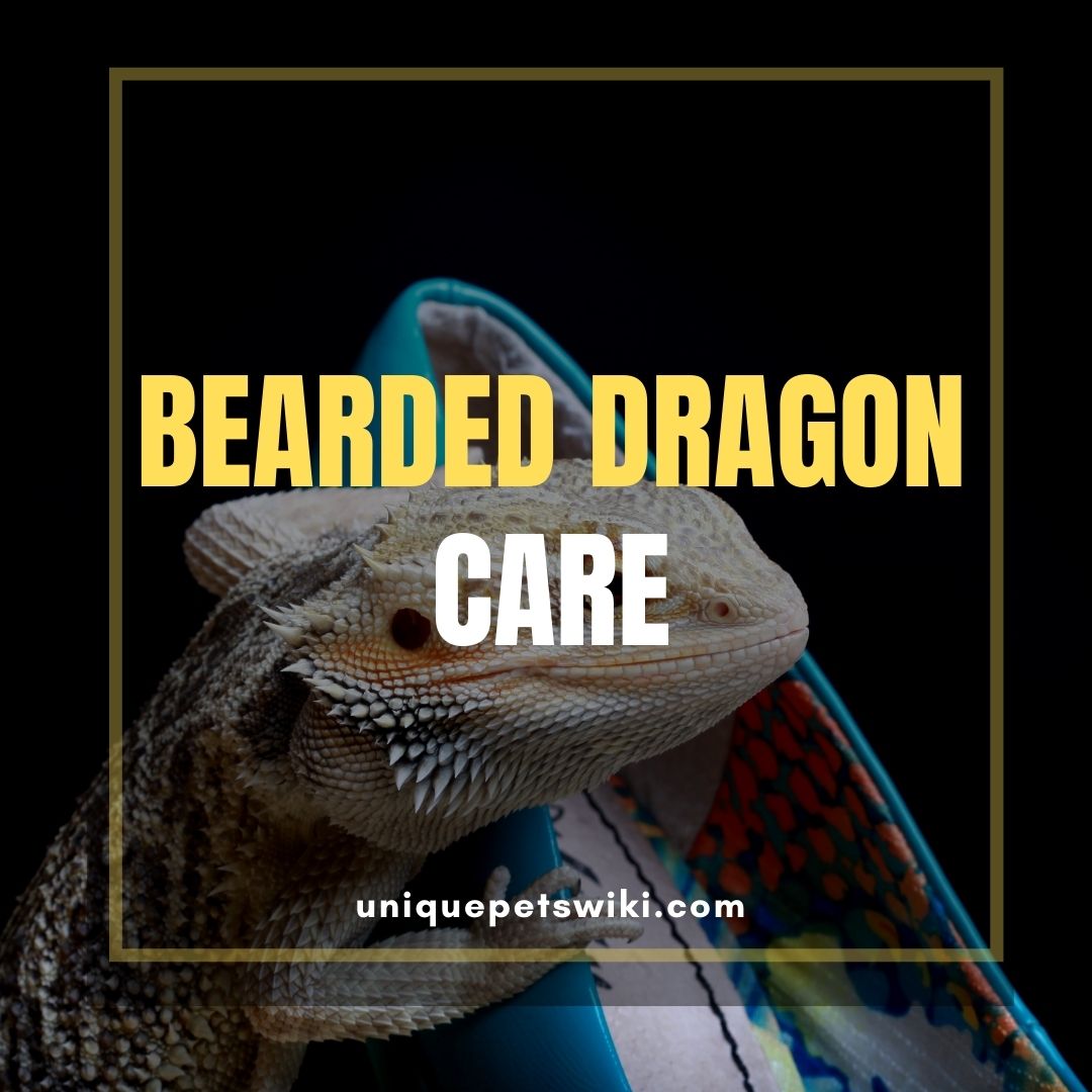 Ultimate Bearded Dragon Care (Ebook Included)