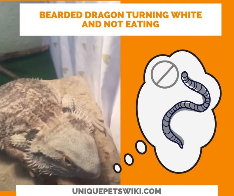 Bearded Dragon Turning White Why? Is That Danger To Your Beardies?