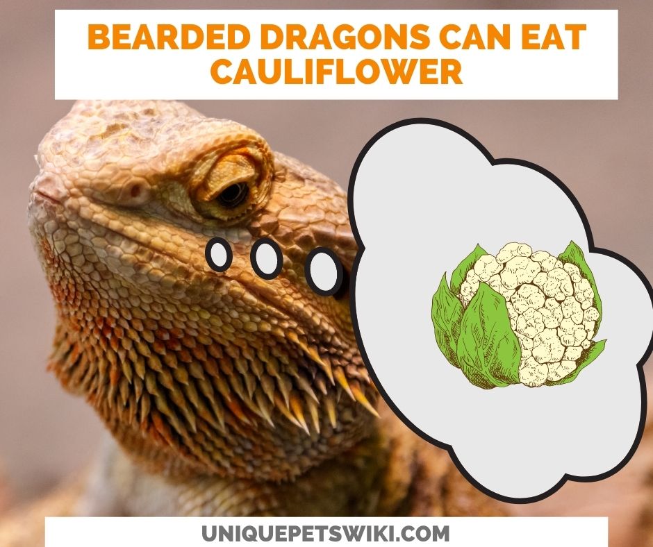Can Bearded Dragons Eat Cauliflower?